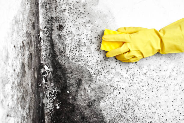Best Airborne Mold Testing  in Greensboro, GA