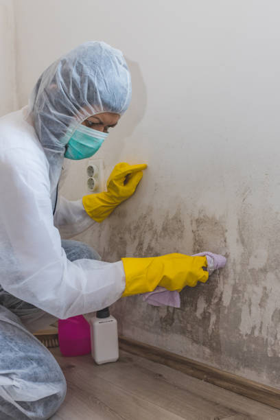 Reliable Greensboro, GA Mold Removal Solutions