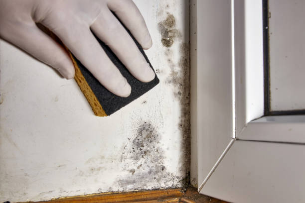 Best Industrial Mold Remediation  in Greensboro, GA